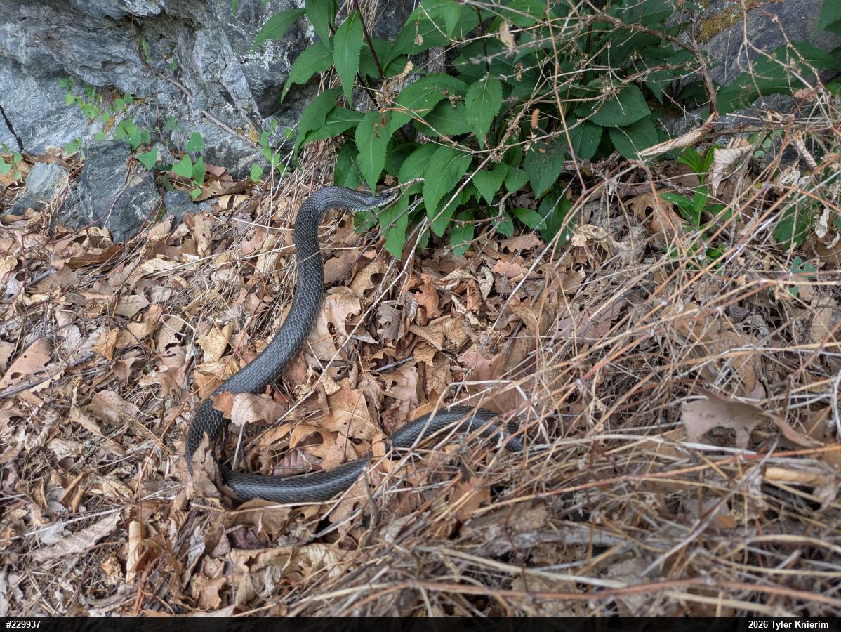 Northern Black Racer