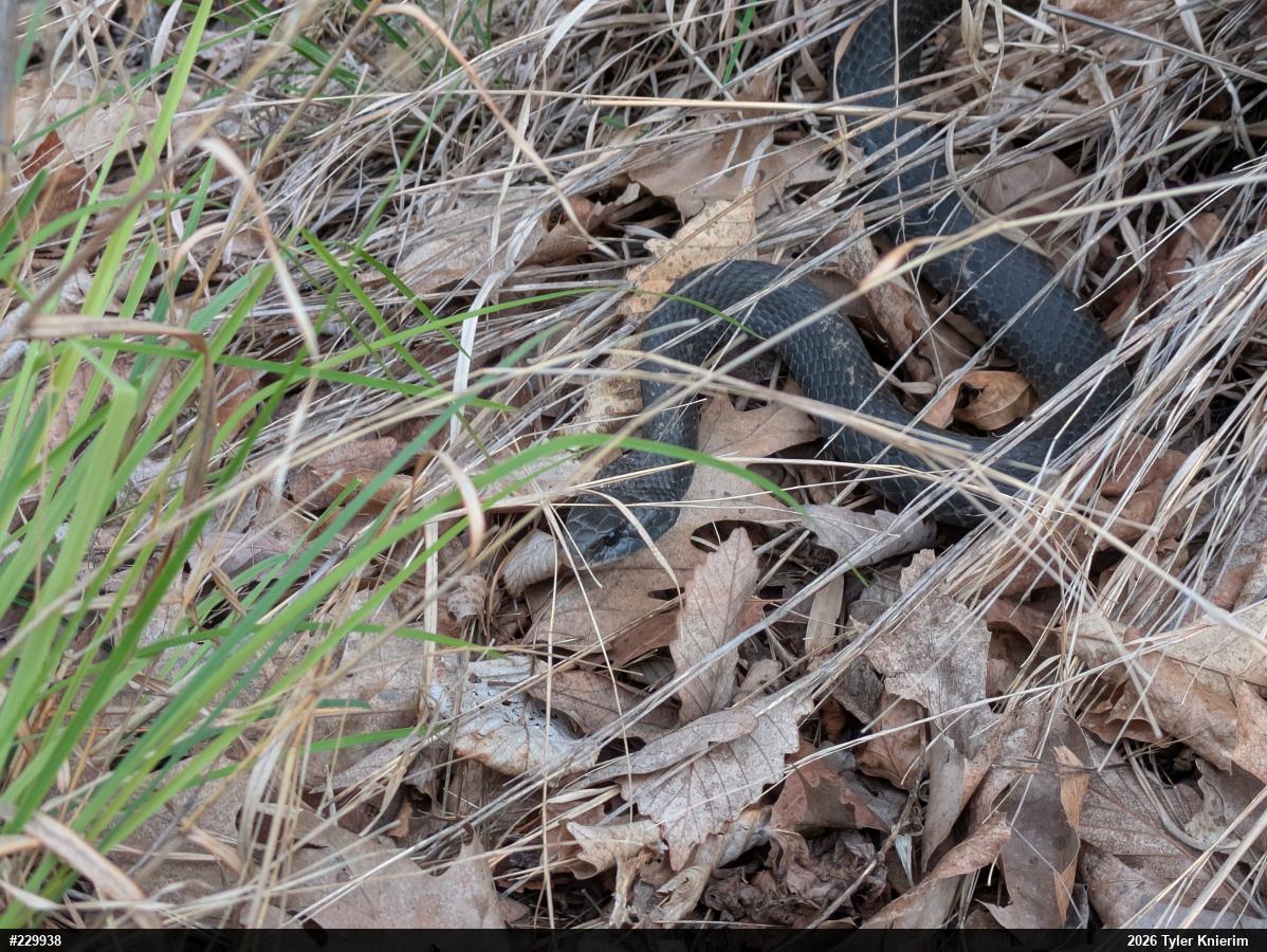 Northern Black Racer