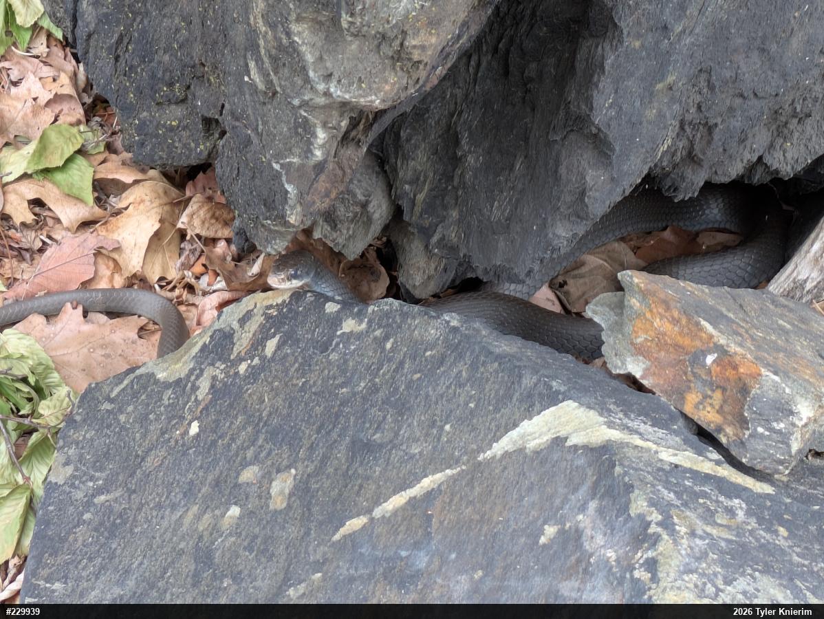 Northern Black Racer