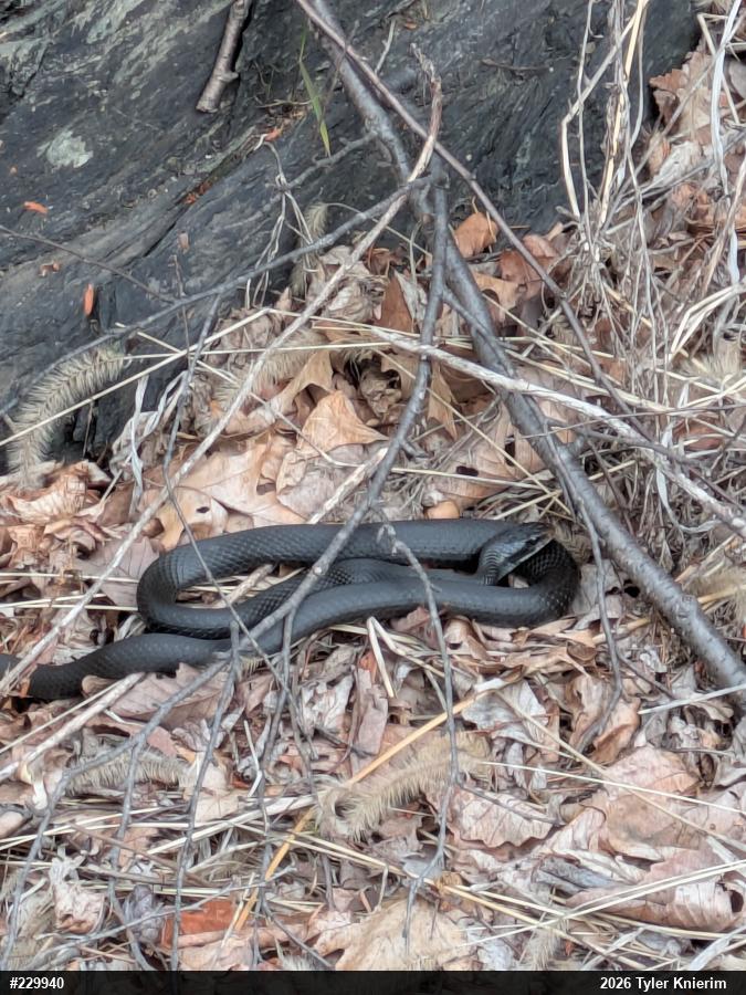 Northern Black Racer