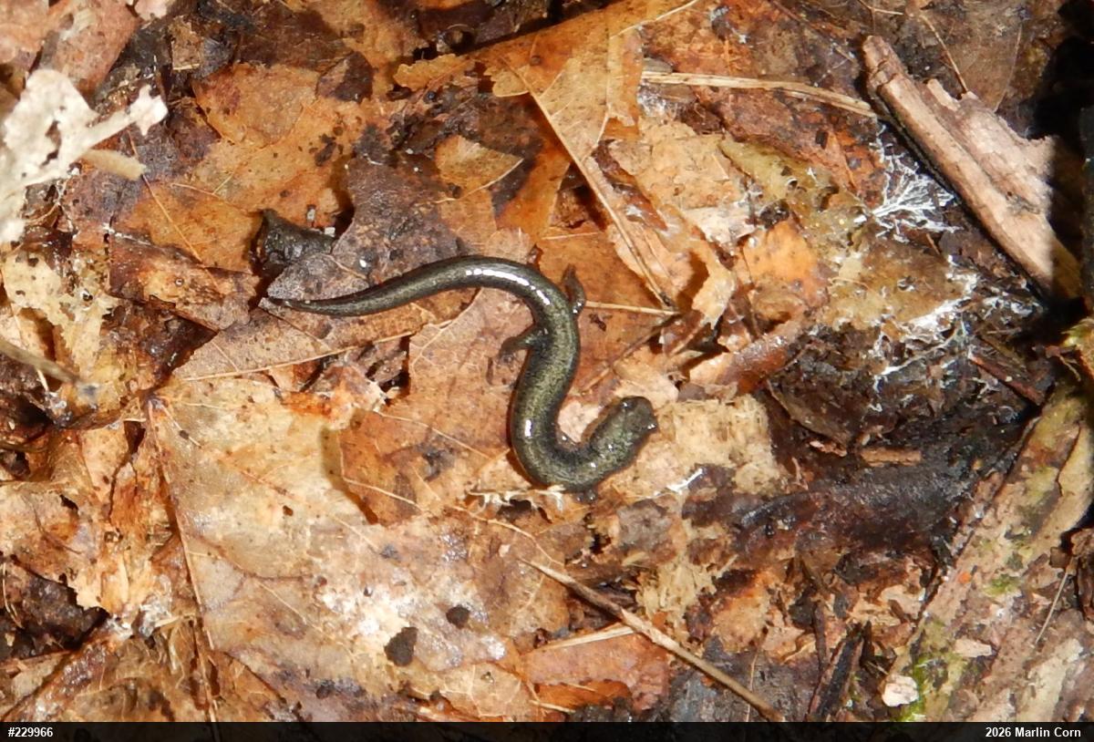 Eastern Red-backed  Salamander