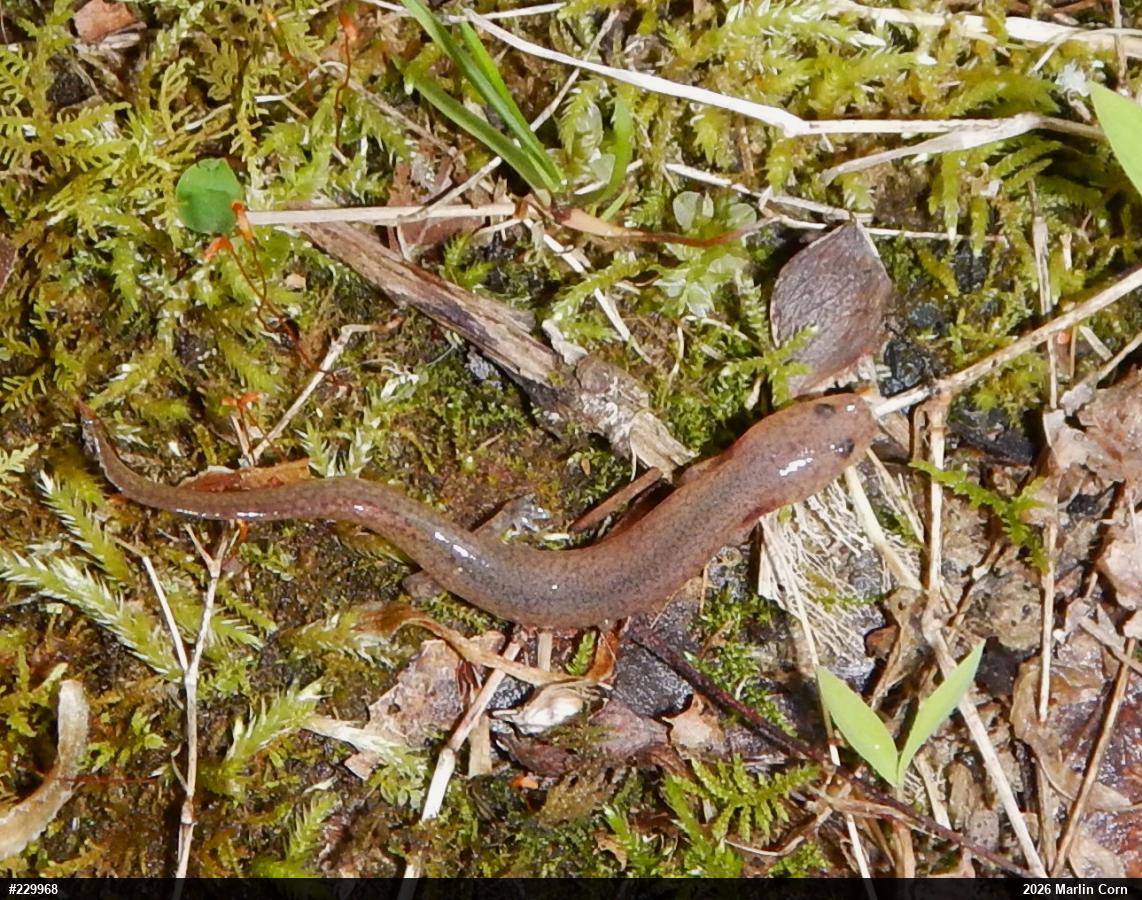 Northern Red Salamander