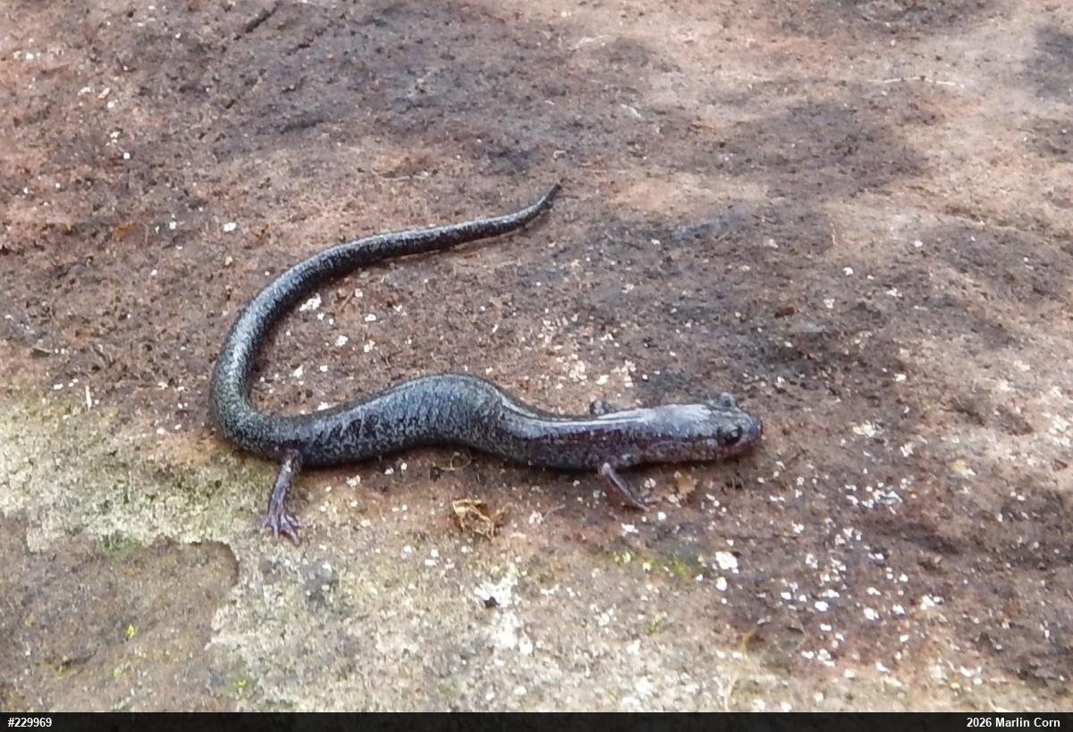 Valley And Ridge Salamander