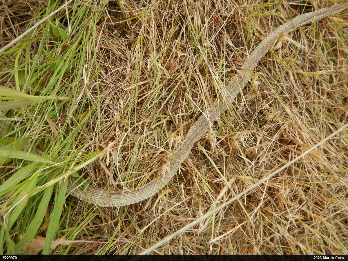 Eastern Gartersnake