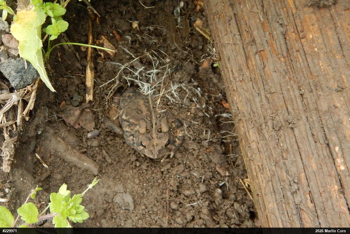 Eastern American Toad