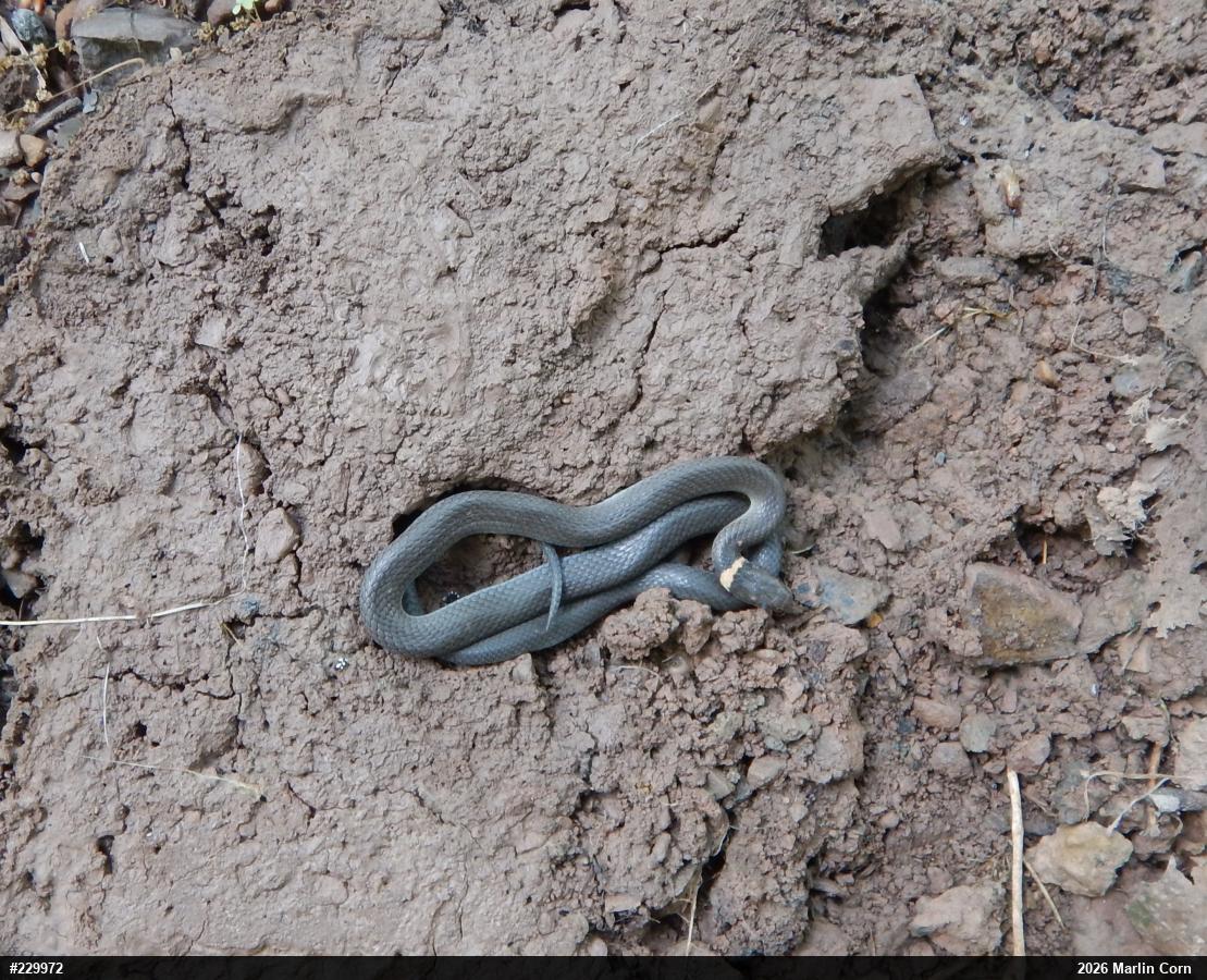 Northern Ring-necked Snake