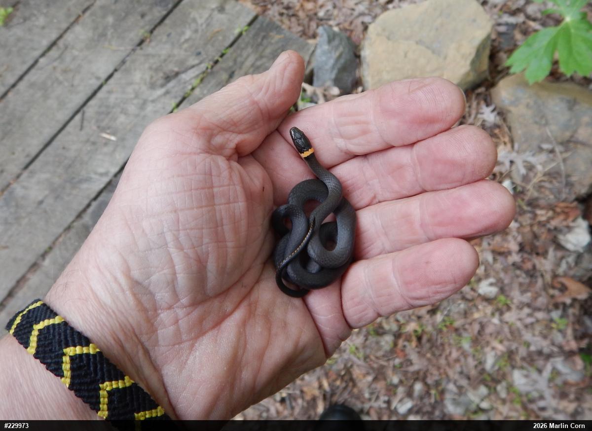 Northern Ring-necked Snake