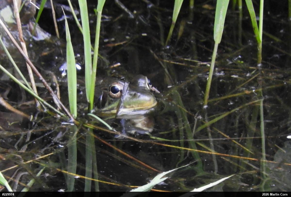 Green Frog