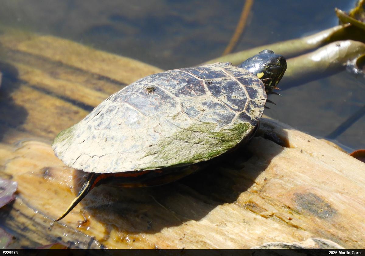 Painted Turtle