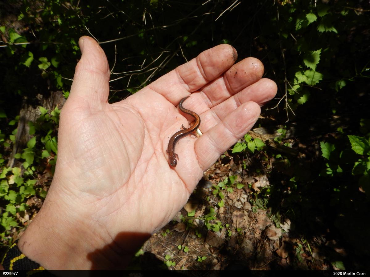 Eastern Red-backed  Salamander