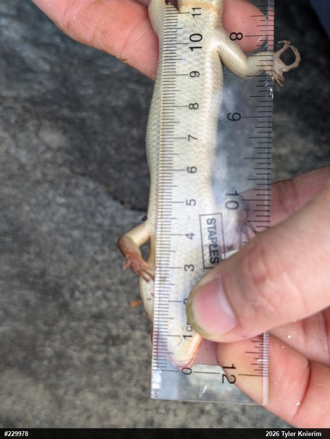 Broad-headed Skink