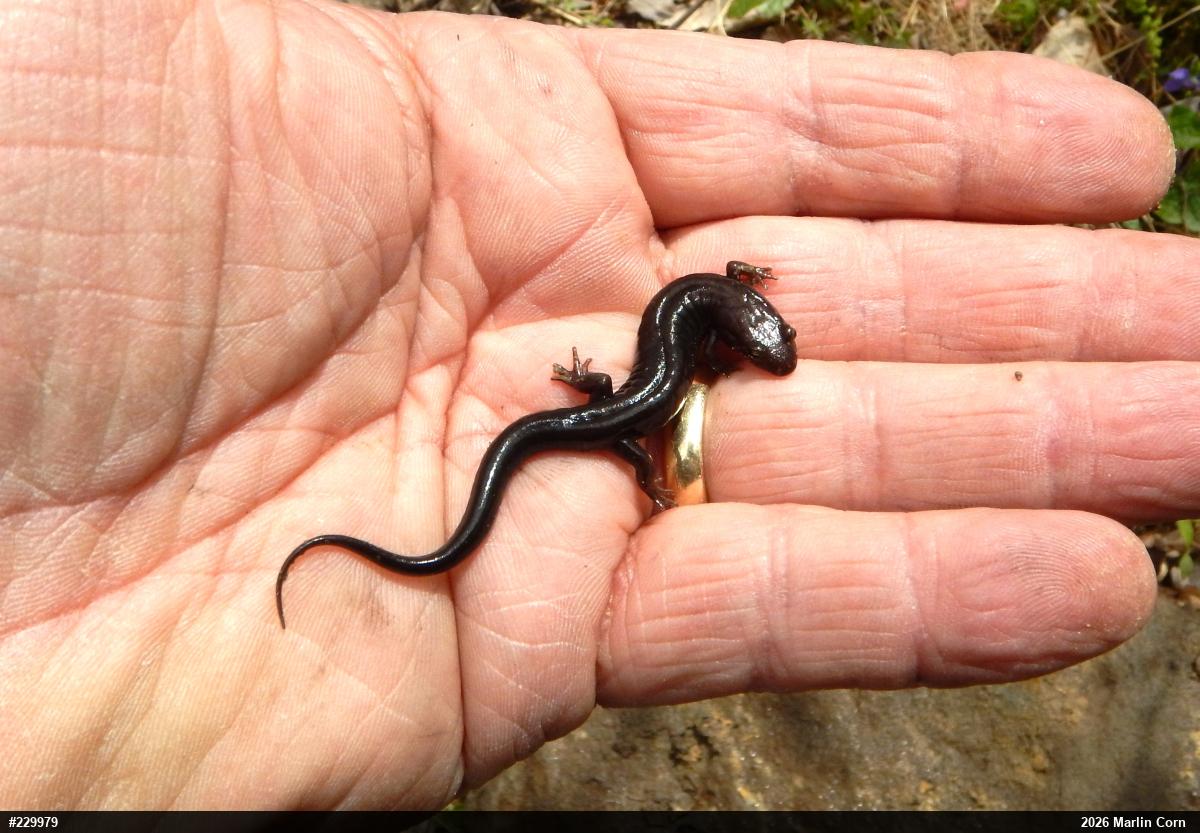 Allegheny Mountain Dusky Salamander