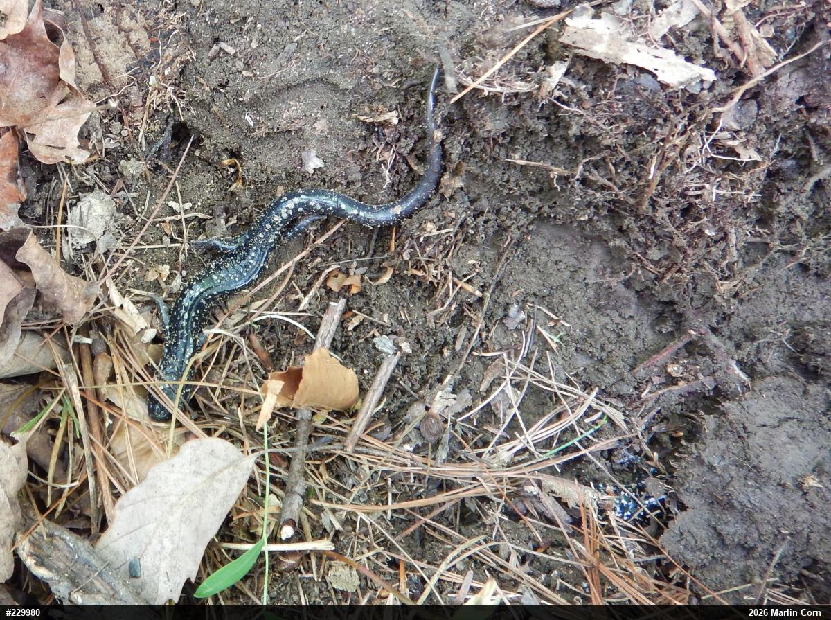Northern Slimy Salamander
