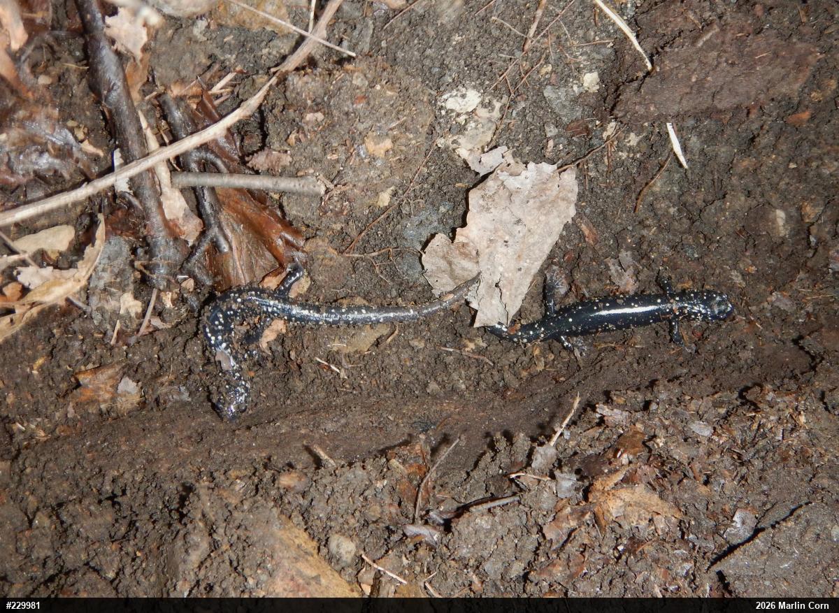 Northern Slimy Salamander