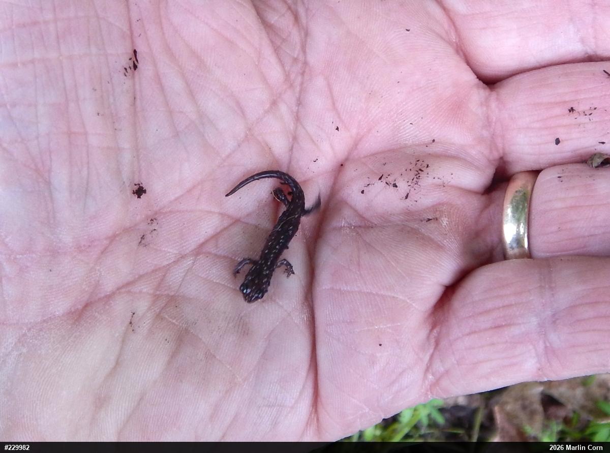 Northern Slimy Salamander