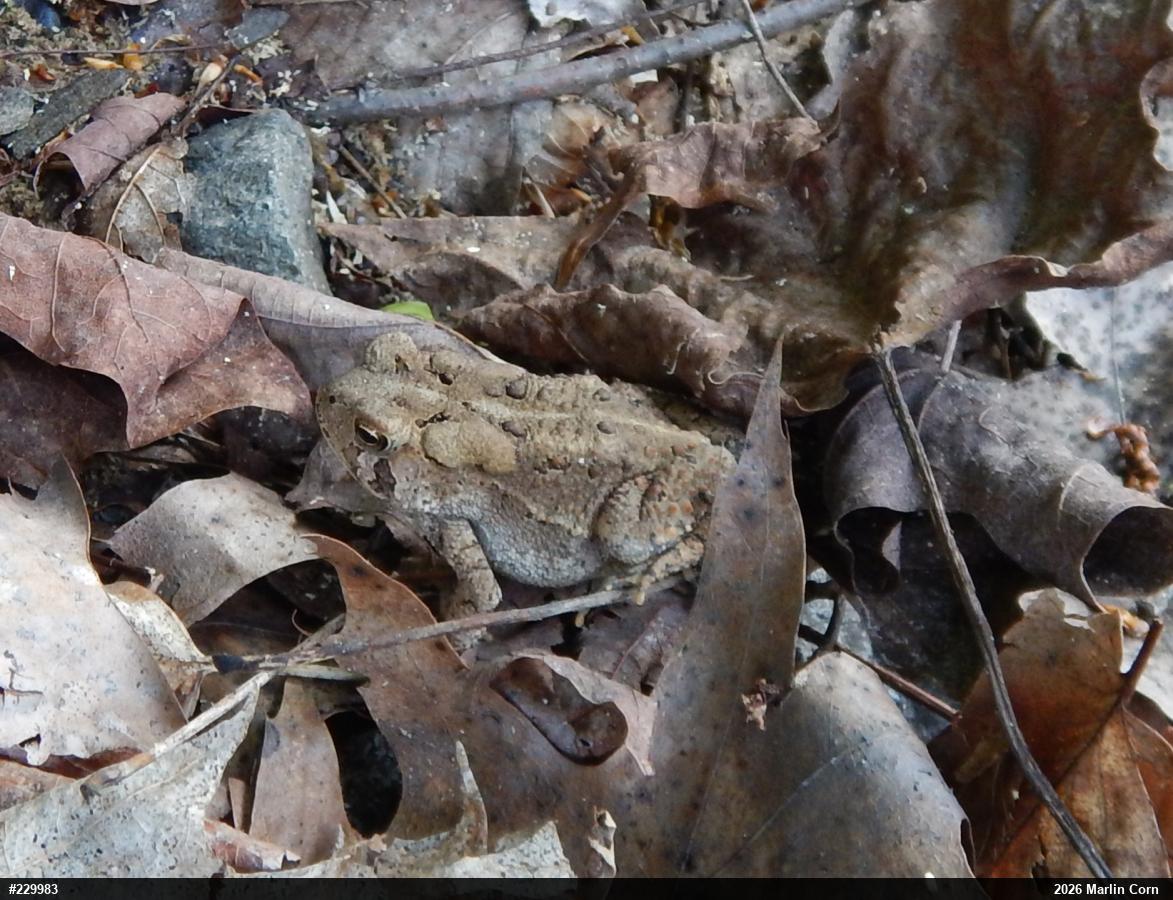 Eastern American Toad