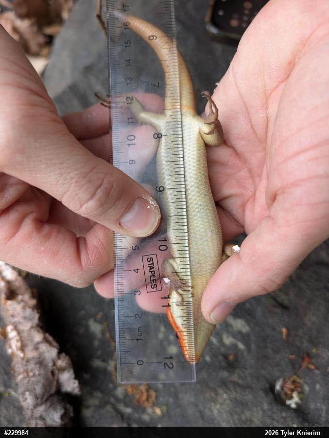 Broad-headed Skink