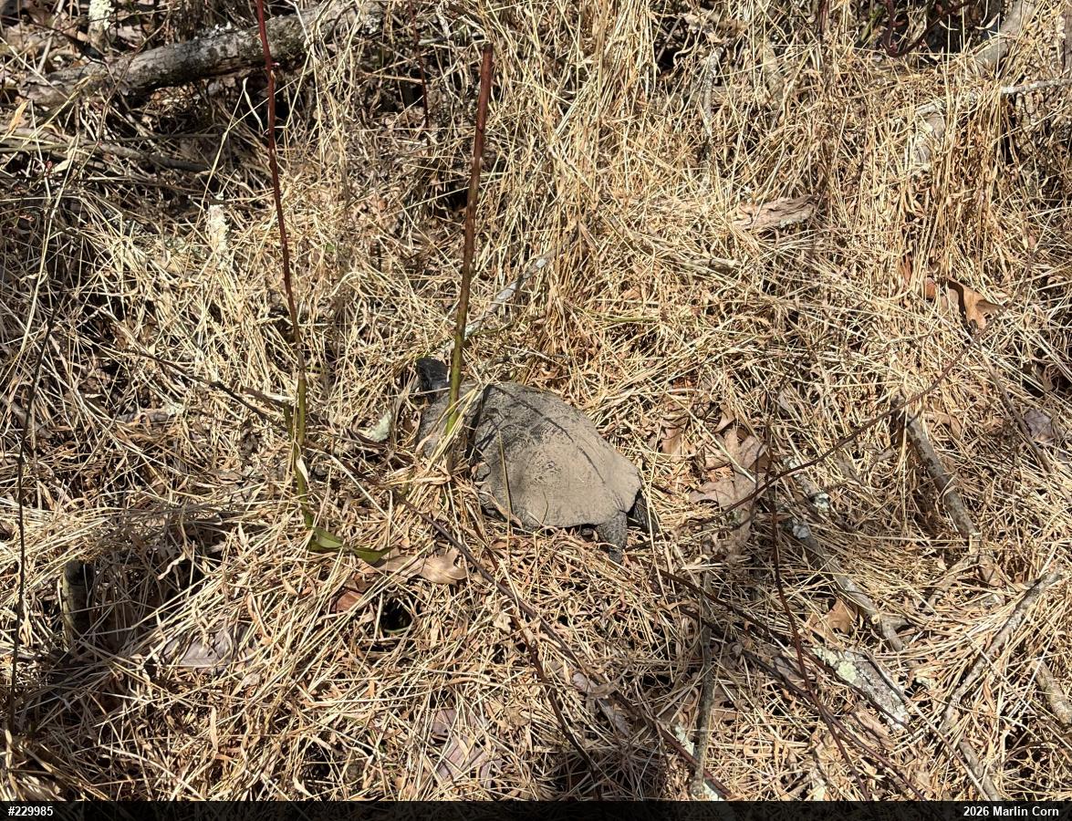Wood Turtle