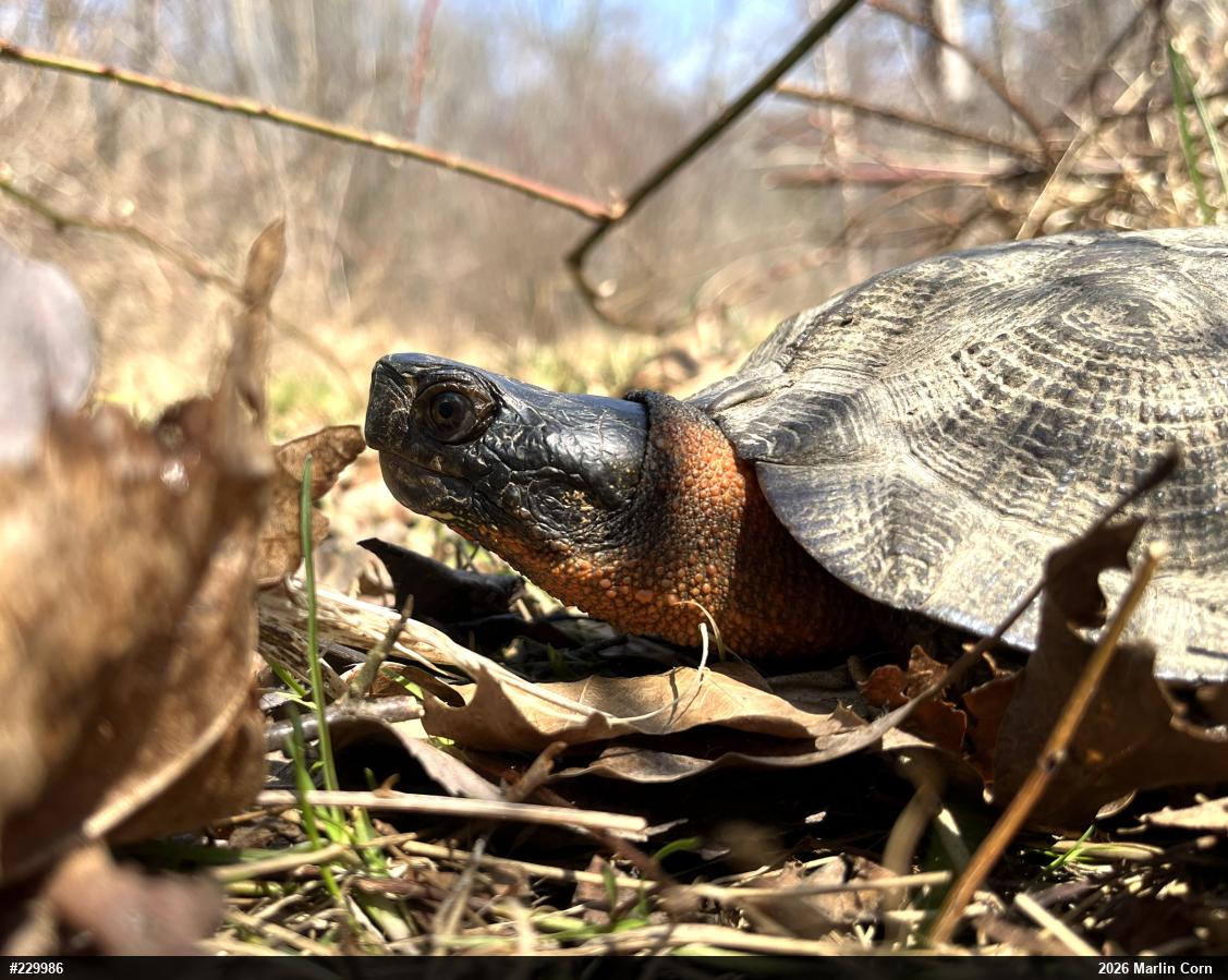 Wood Turtle
