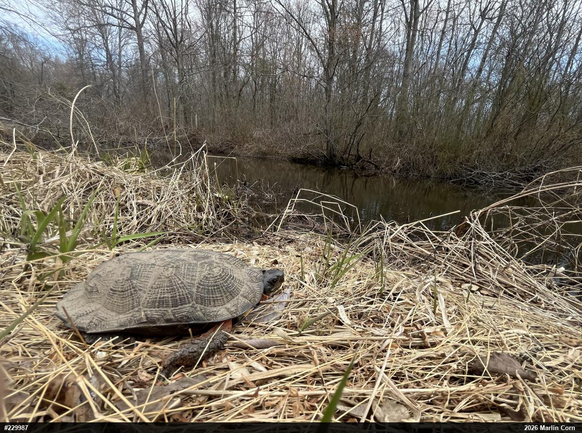 Wood Turtle