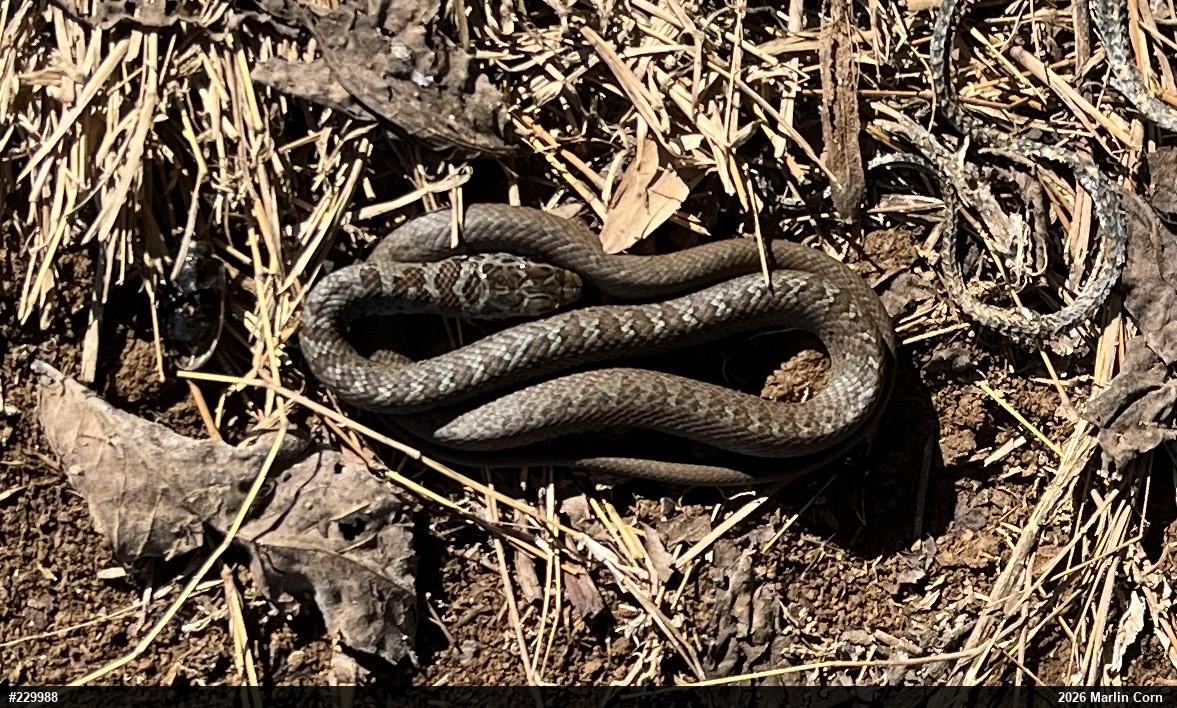 Northern Black Racer