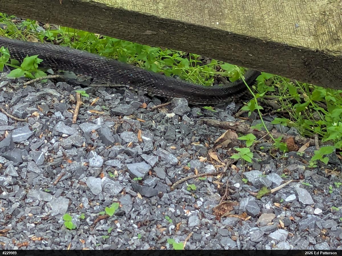 Eastern Ratsnake