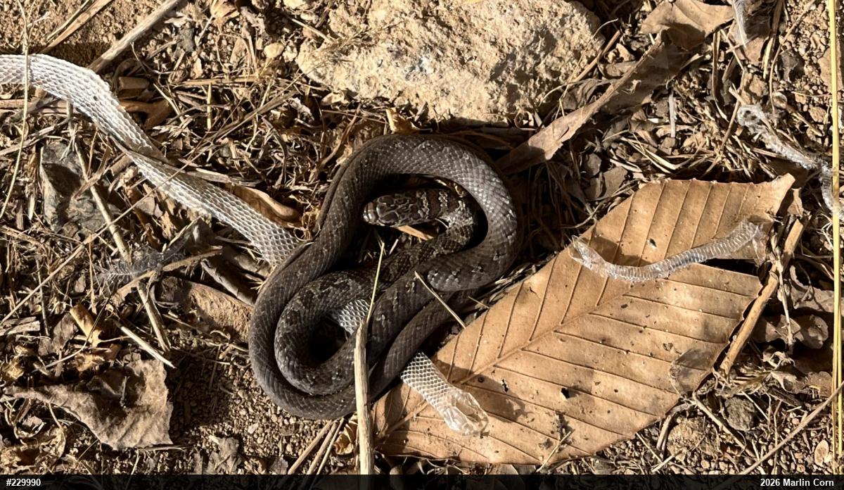 Northern Black Racer