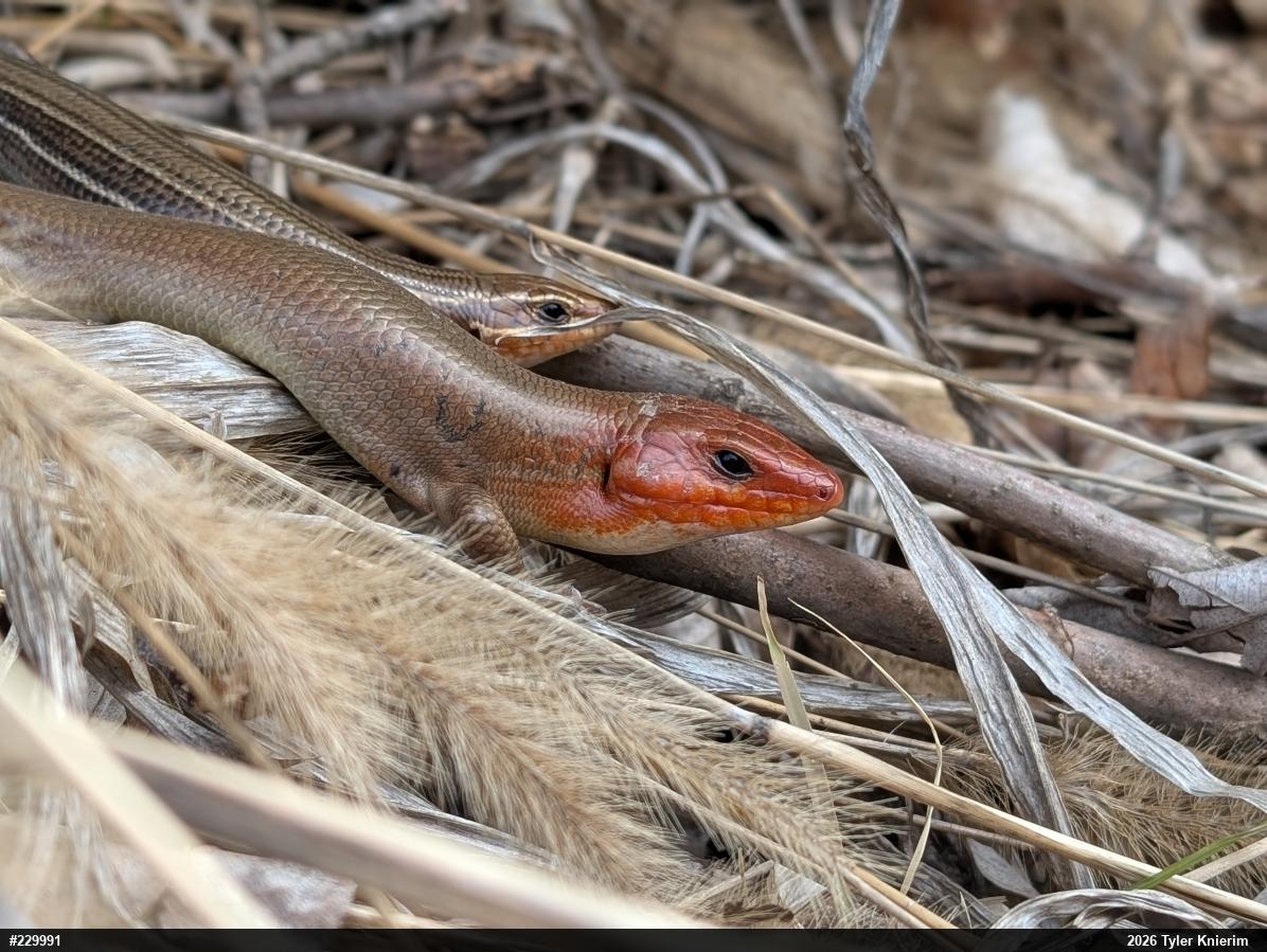 Broad-headed Skink