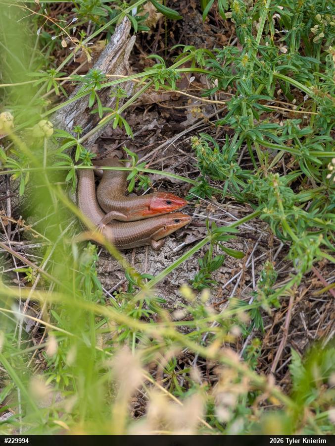 Broad-headed Skink