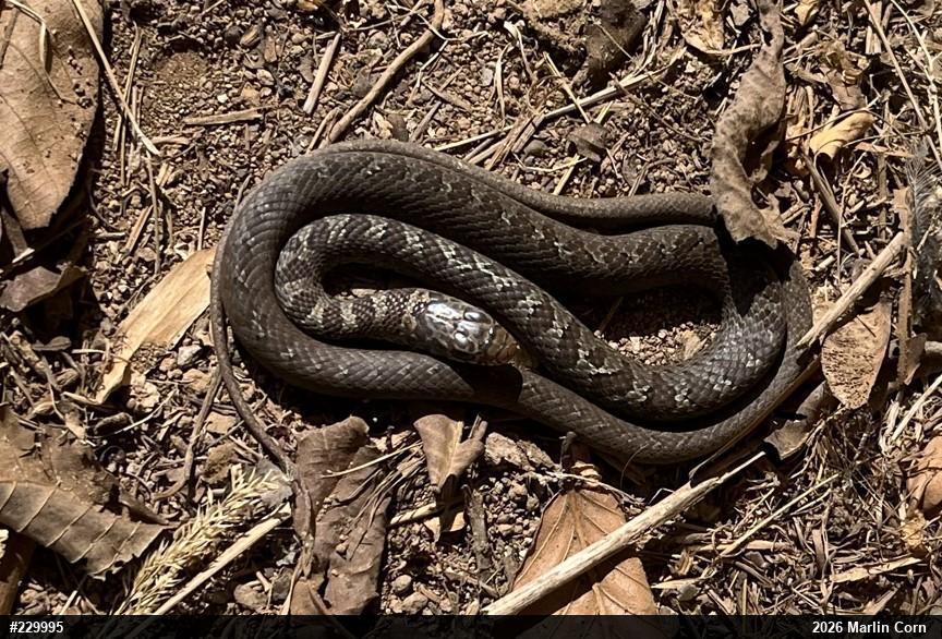 Northern Black Racer