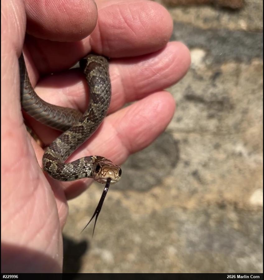 Northern Black Racer