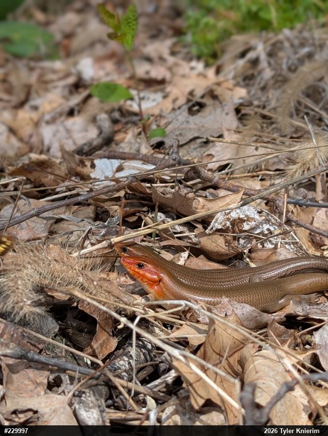 Broad-headed Skink