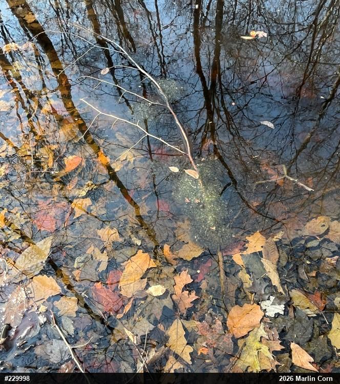 Wood Frog