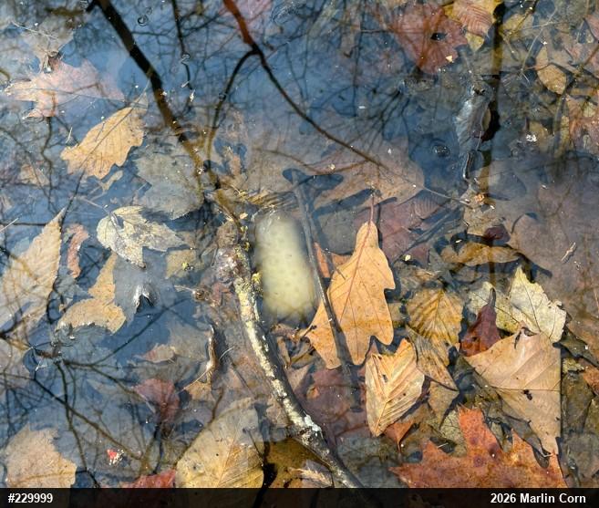 Spotted Salamander