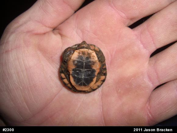 Spotted Turtle
