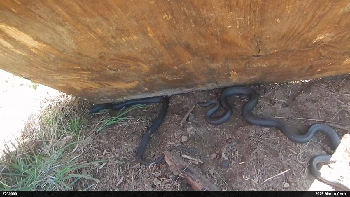 Northern Black Racer