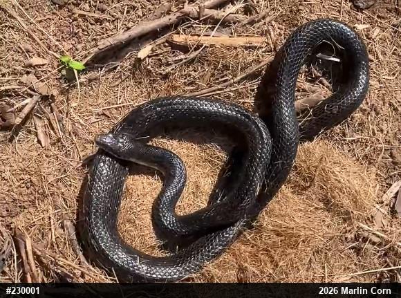 Eastern Ratsnake