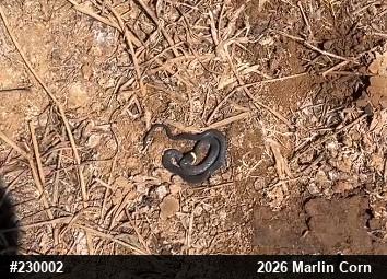 Northern Ring-necked Snake