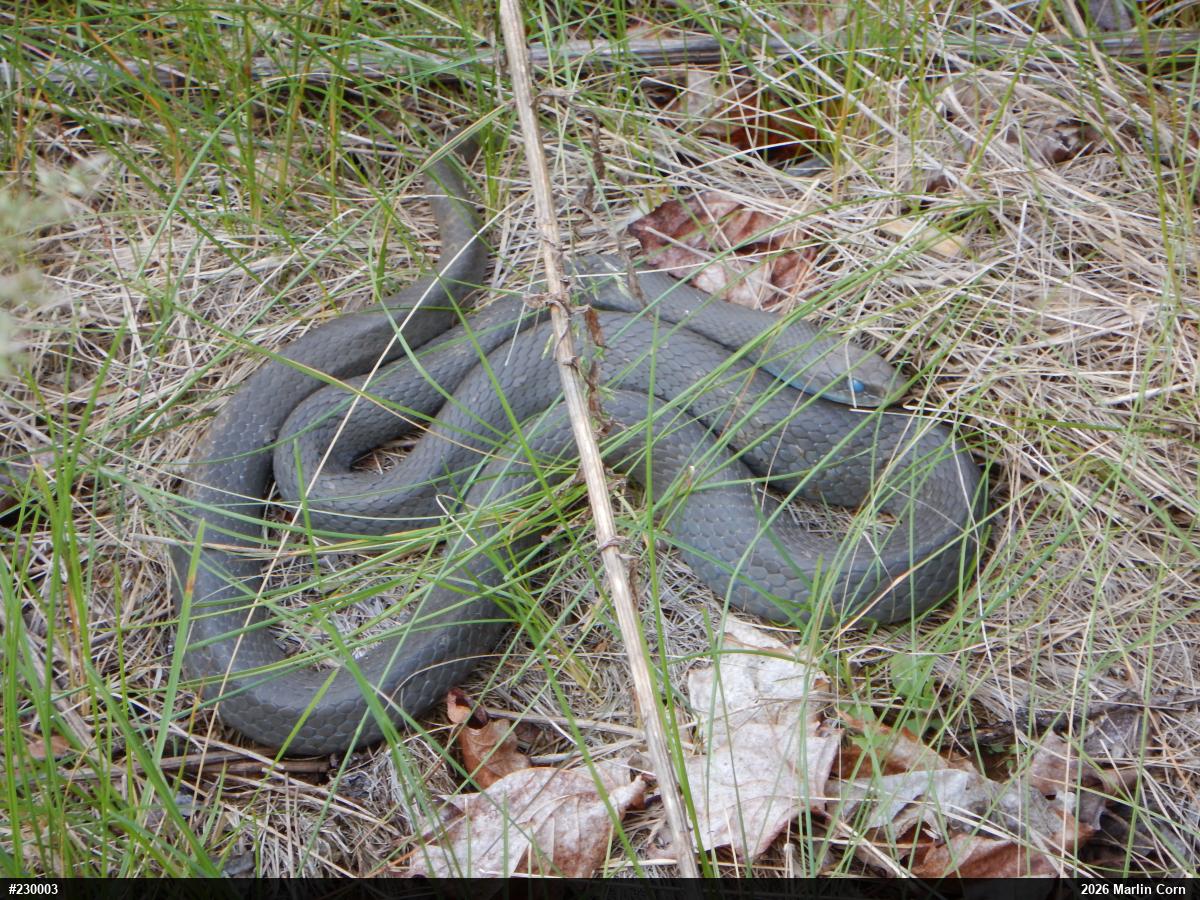 Northern Black Racer