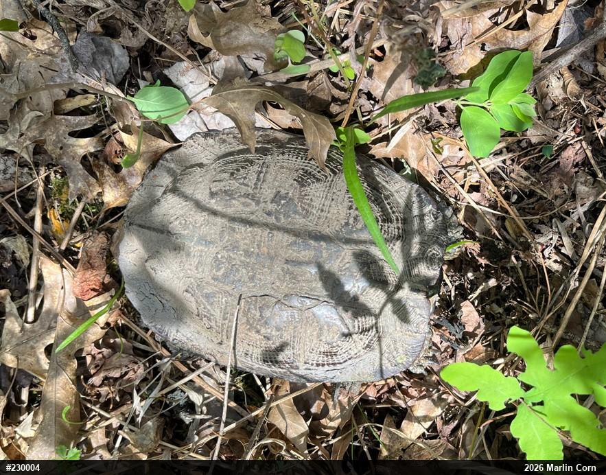 Wood Turtle