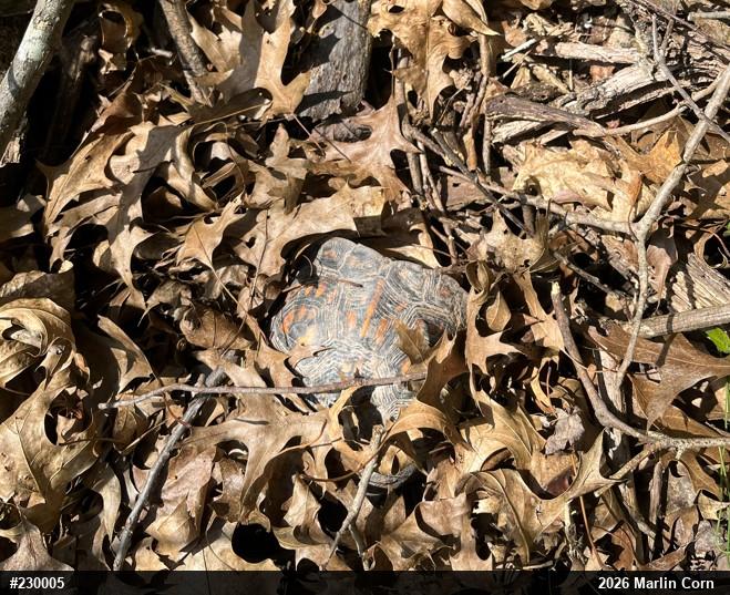 Eastern Box Turtle