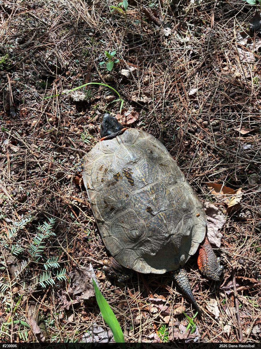Wood Turtle