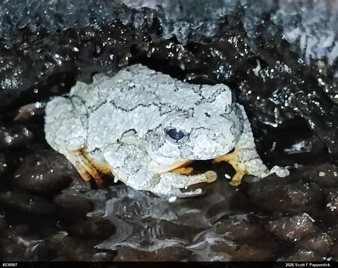 Unknown Gray Treefrog