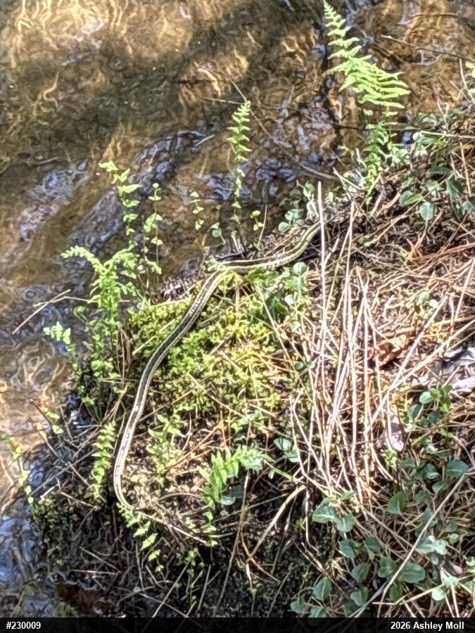 Eastern Gartersnake