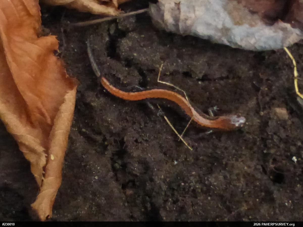Eastern Red-backed  Salamander