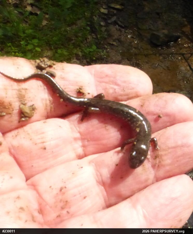Northern Dusky Salamander