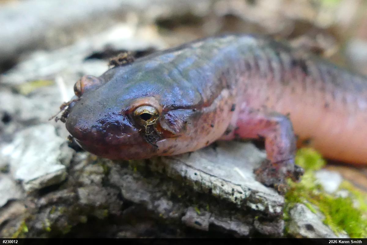 Northern Red Salamander