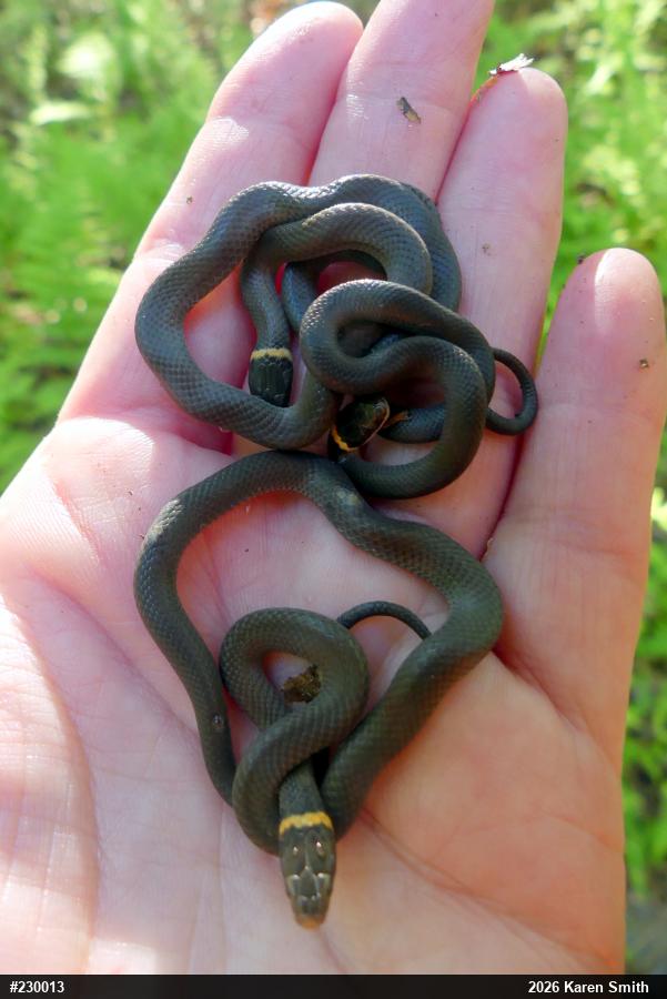 Northern Ring-necked Snake