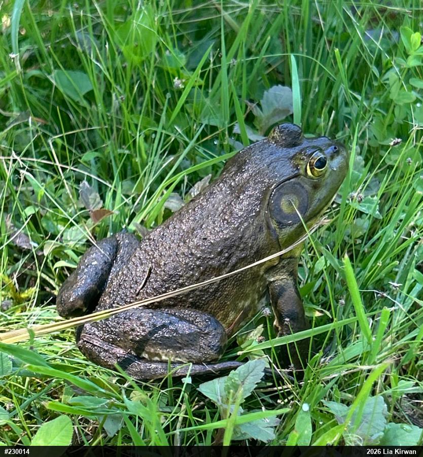 American Bullfrog