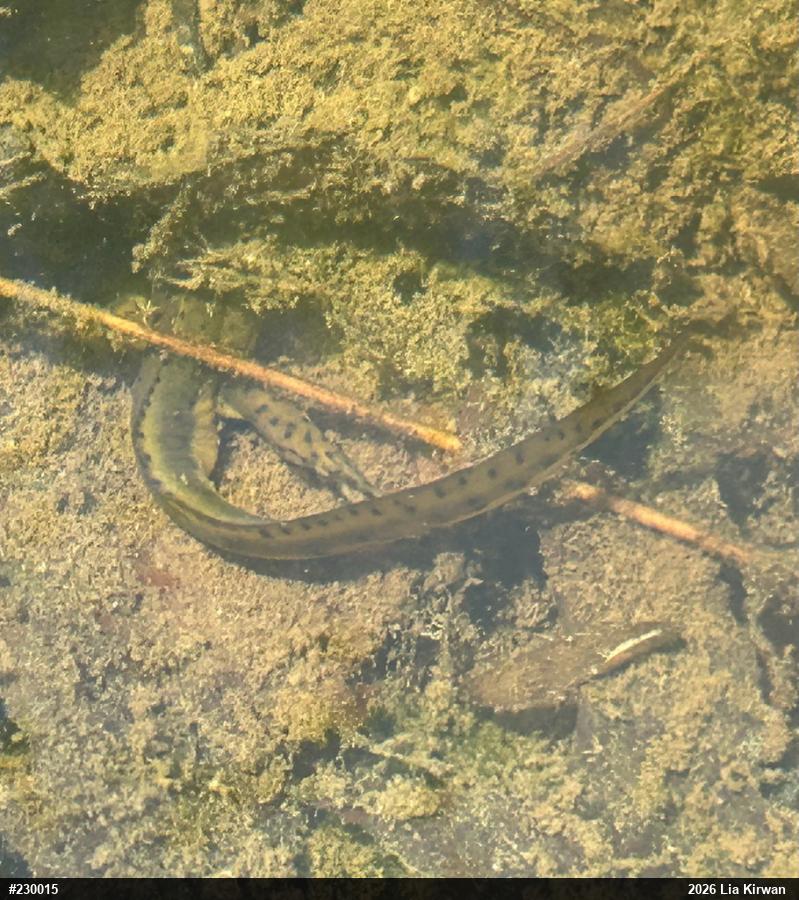 Red-spotted Newt